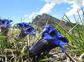 DUE CIME, DUE CROCI: MONTE ALBEN E CIMA LA CROCE mercoledì 2 giugno 2010 - FOTOGALLERY